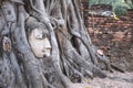 Closeup image of the buddha image inside the Bodhi tree roots in Ayutthaya