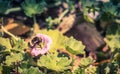 Closeup image of a bumblebee on a Chatham Island Geranium Geranium traversii Royalty Free Stock Photo