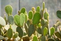 Bunny ear cactus or Opuntia microdasys in botanic garden Royalty Free Stock Photo