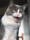 Closeup image of the cat showing her tongue