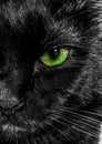 Closeup image of cats eye Royalty Free Stock Photo