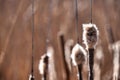 Cattail seed pod with an excellent bokeh