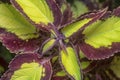 Ccloseup with the Coleus scutellarioides colorful leaves.