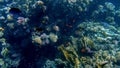 Closeup image of colorful coral reef in the Red sea. Growing anemones, sea weeds and swimming colorful fishes Royalty Free Stock Photo