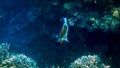 Closeup image of colorful coral reef in the Red sea. Growing anemones, sea weeds and swimming colorful fishes Royalty Free Stock Photo