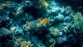 Closeup image of colorful coral reef in the Red sea. Growing anemones, sea weeds and swimming colorful fishes Royalty Free Stock Photo