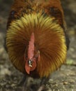 A beautiful free range Rhode Island Red rooster with its hackles up Royalty Free Stock Photo