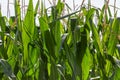 Corn stalks background Royalty Free Stock Photo