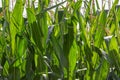 Corn stalks background Royalty Free Stock Photo