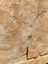 Closeup image of cracks and age rings on the cut piece of old oak tree Royalty Free Stock Photo