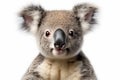 Closeup Image of Cute Koala Animal on White Background AI Generative