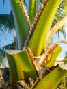 Closeup image of date palm tree trunk growing on the beach against bright blue sky Royalty Free Stock Photo