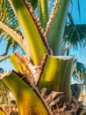 Closeup image of date palm tree trunk growing on the beach against bright blue sky Royalty Free Stock Photo