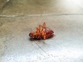 Closeup image of dead cockroach lying on the floor after using insecticide