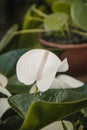 Closeup image of a delicate, white Areca flower in full bloom Royalty Free Stock Photo