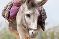 A Closeup Image a Donkey