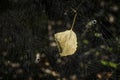 Closeup image of dry leaf in the spider web  against dark background Royalty Free Stock Photo