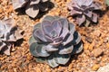 Echeveria Perle von Nurnberg in botanic garden Royalty Free Stock Photo