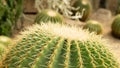 Closeup image of Echinocactus Grusonii, Echinocactus, Golden barrel cactus Royalty Free Stock Photo