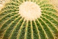 Closeup image of Echinocactus Grusonii, Echinocactus, Golden barrel cactus Royalty Free Stock Photo