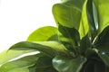 Epipremnum aureum leaves with white background Royalty Free Stock Photo
