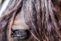 Closeup image of eye of the horse. Domestic animal concept. Macro image of horses eye. Royalty Free Stock Photo