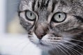 Closeup image with the face of a cat with green eye, a magnificent mustaches a Royalty Free Stock Photo