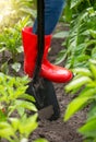 Closeup image of farmer feet in red wellington boot standing on shovel in garden