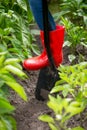 Closeup image of female feet in rubber wellington boots pushing shovel in soil of garden