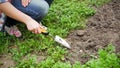 Closeup photo of female gardener weeding garden bed with trowel