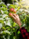 Closeup image of female hand picking fresh red apple from tree branch Royalty Free Stock Photo