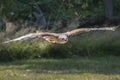 Ferruginous Hawk in flight Royalty Free Stock Photo