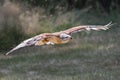 Ferruginous Hawk in flight Royalty Free Stock Photo