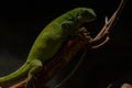 the closeup image of Fiji banded iguana (Brachylophus fasciatus) Royalty Free Stock Photo