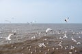 A flock of seagulls flying above the sea with blue sky background Royalty Free Stock Photo