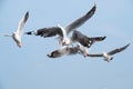 Closeup image of a flock of seagulls flying