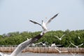 A flock of seagulls flying and eating food in the blue sky Royalty Free Stock Photo