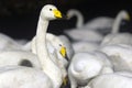 A closeup of a group of Whooper Swans