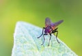 A fly standing on a leaf. Royalty Free Stock Photo