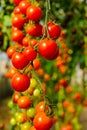 Image of fresh organic cherry tomatoes on tree Royalty Free Stock Photo