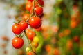 Image of fresh organic cherry tomatoes on tree Royalty Free Stock Photo