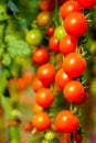 Image of fresh organic cherry tomatoes on tree Royalty Free Stock Photo