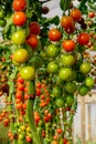 Image of fresh organic cherry tomatoes on tree Royalty Free Stock Photo