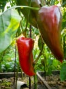 Closeup image of fresh organic paprika growing in garden Royalty Free Stock Photo