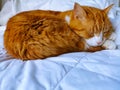 Ginger Cat Peacefully Sleeping On White Bedding