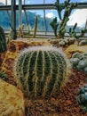 Closeup image of Golden barrel cactus echinocactus grusonii Echinocactus. Quills and prickly cactus spines. Very dangerous