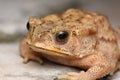 Golden eyes of Indian common toad Duttaphrynus melanostrictus
