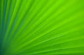 Closeup image of green giant palm leaf