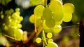 Closeup image of green grape ripening on the vineyard on sunny day