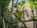 Closeup image of green parrot sitting in aviary cage at zoo Royalty Free Stock Photo